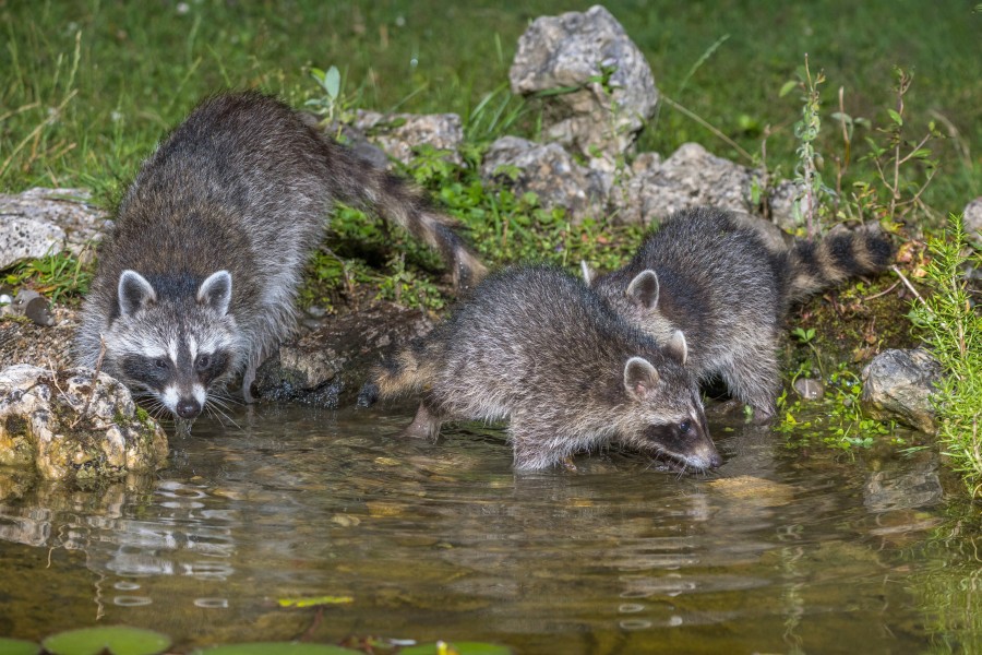 Die Waschbären lassen sich vor allem in der Dämmerung im Harz beobachten. (Symbolbild)