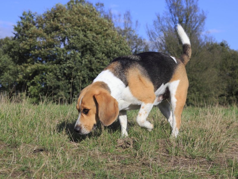 Hund in Braunschweig.jpg