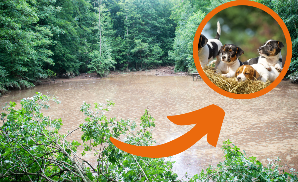 Regenrückhaltebecken mit Pfeil auf kleine Hunde