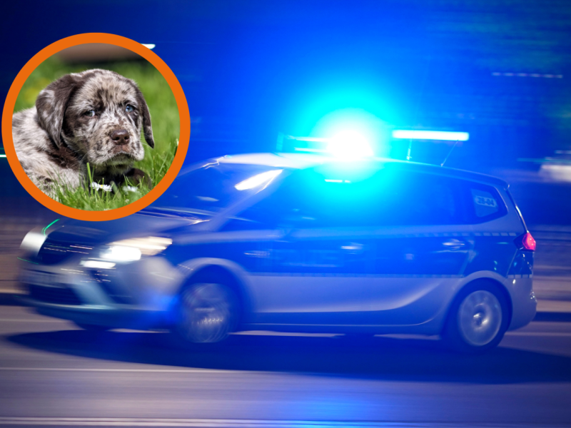 Salzgitter.png