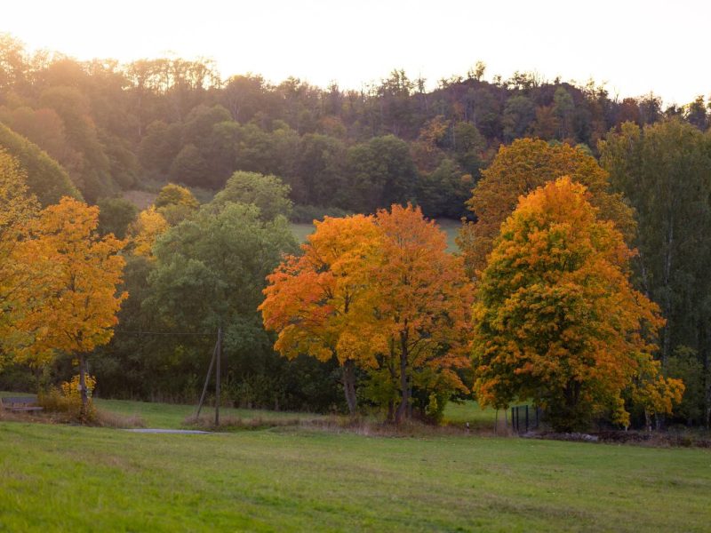 Harz