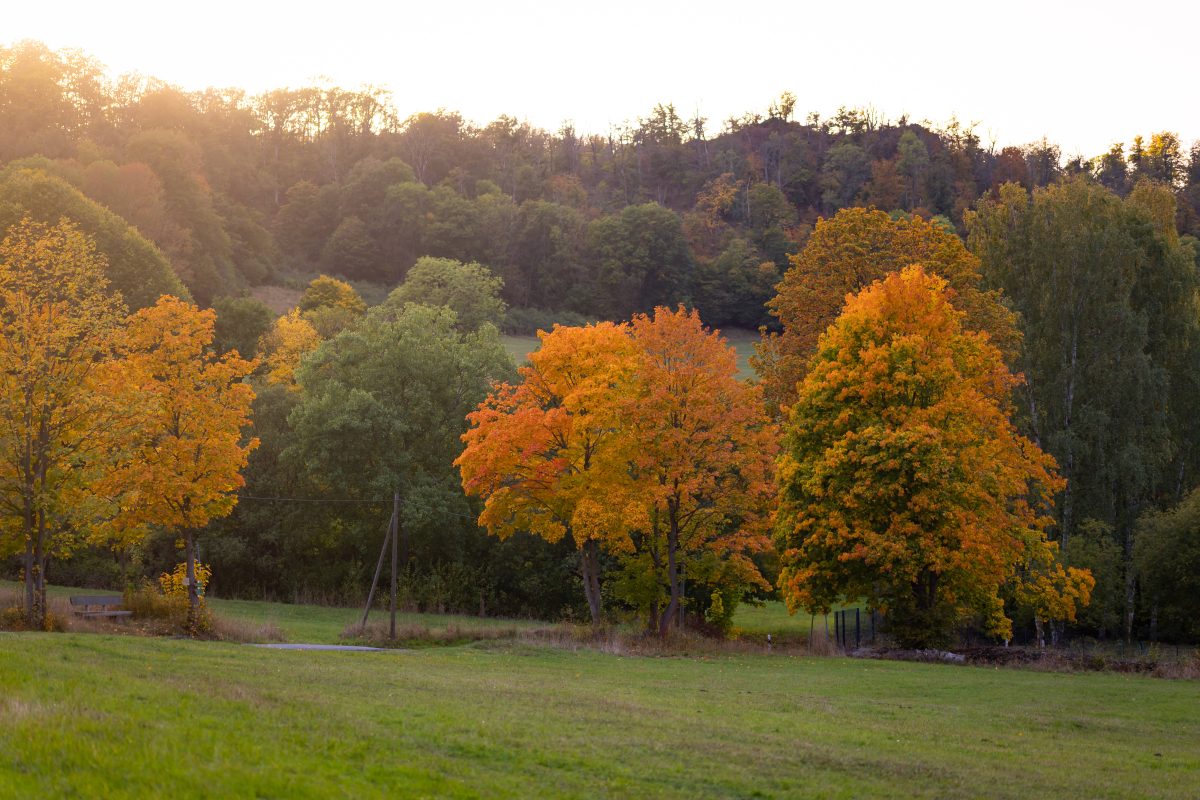 Harz