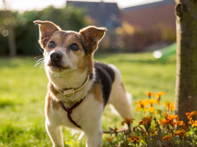 Hund Wolfsburg