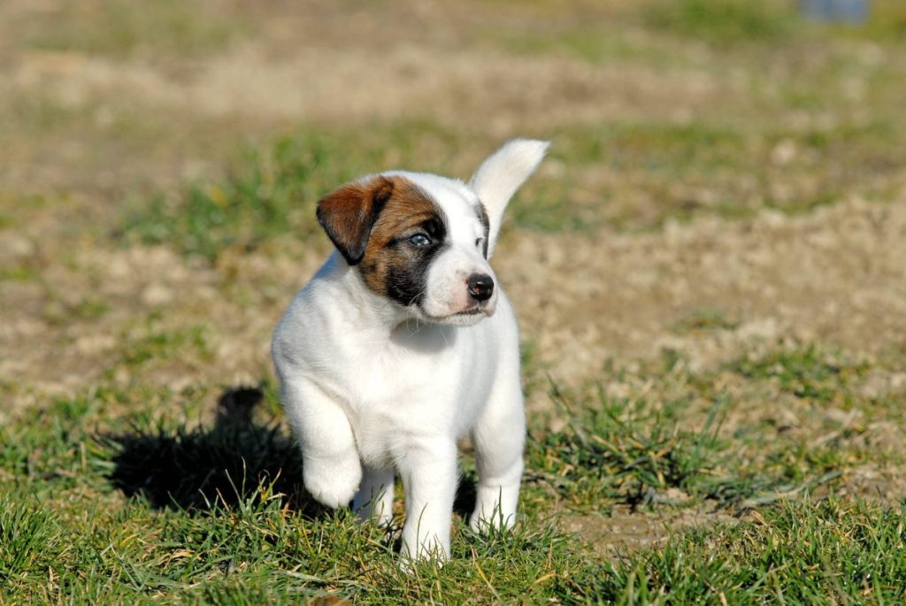 Ein kleiner Glatthaar-Foxterrier aus Niedersachsen ist einem Wolf zum Opfer gefallen. 