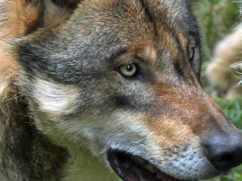 Zum ersten Mal ist in Niedersachsen ein Hund nachweislich von einem Wolf angegriffen worden und zu Tode gekommen. Die Verunsicherung ist groß.