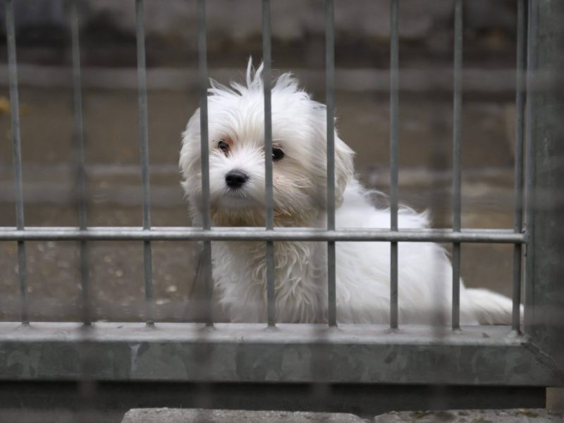 hund tierheim
