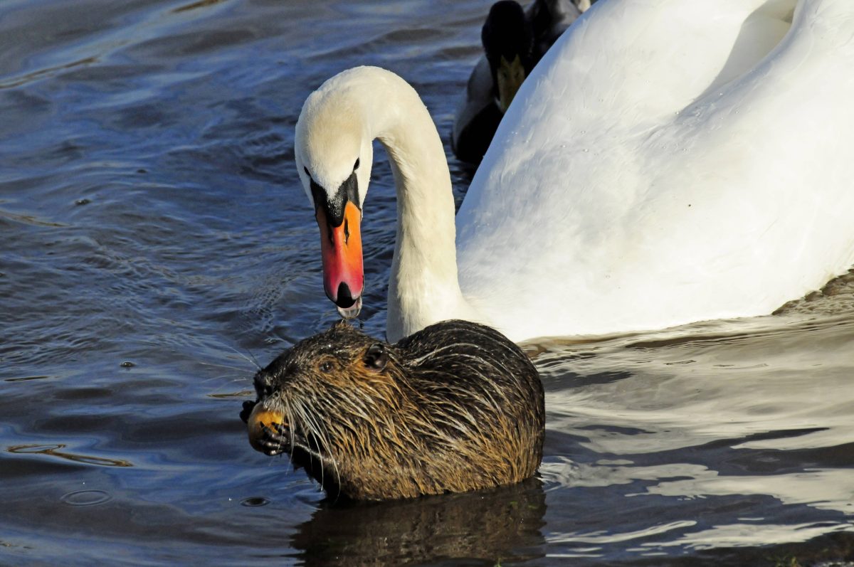 Auch vor schimpfenden Schwänen hat der Nutria keine Angst. In Wolfsburg wird er langsam zur Plage...