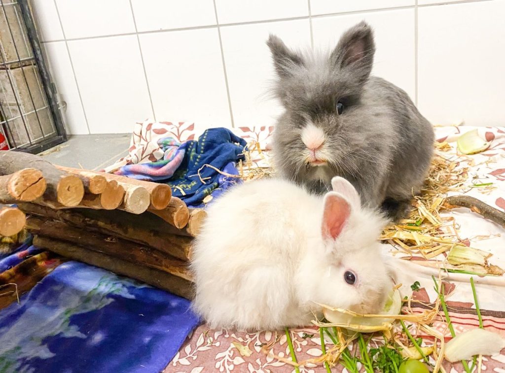 Diese zwei von mittlerweile sieben Fellnasen aus Salzgitter suchen ein liebevolles Zuhause!