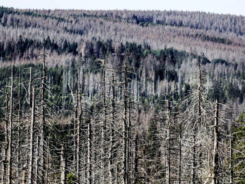 Erschreckende Zahlen zeigen, wie tot der Wald im Harz inzwischen ist!