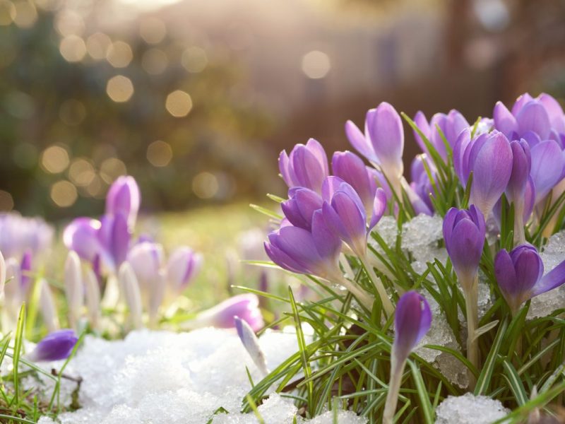 In Niedersachsen sieht es eindeutig nach Frühling aus. Zwar drohen aktuell Wind und Regen – es bleibt aber auffällig mild. Hier kommen die Aussichten.
