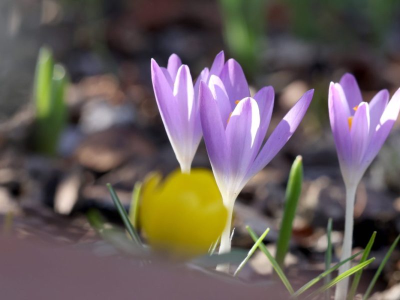 Das Wetter in Niedersachsen wird schön die nächsten Tage! Nur auf eine Sache müssen wir noch etwas warten. (Symbolbild)