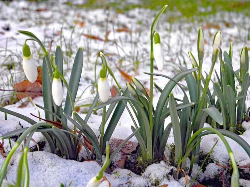 Kommt der Frühling oder gibt es zum März ein Winter-Comeback? (Symbolbild)