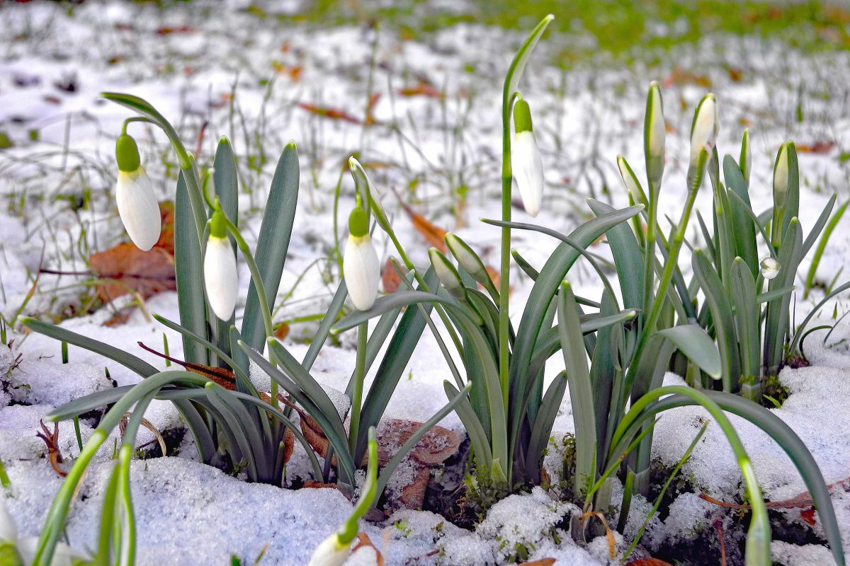 Kommt der Frühling oder gibt es zum März ein Winter-Comeback? (Symbolbild)