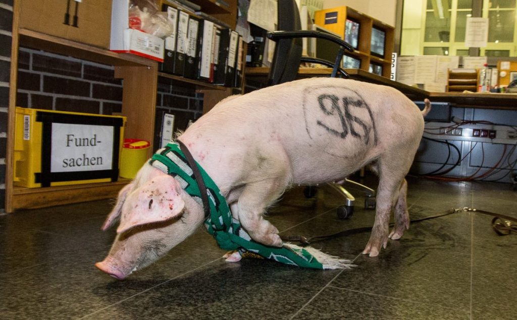 Dieses 96-Schwein sorgte schon vor zehn Jahren vor dem Derby für Schlagzeilen.