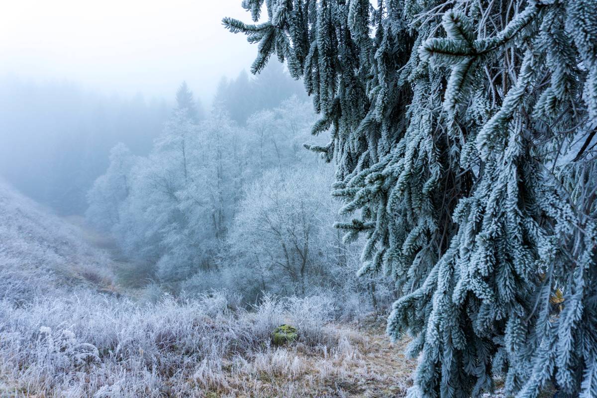 Harz