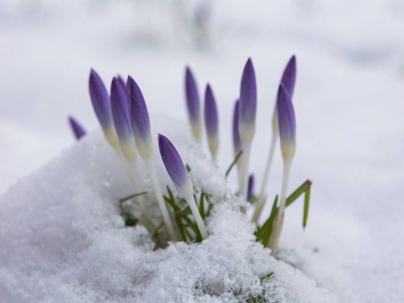 Die Krokusse werden auch in der kommenden Woche 0150 zumindest kurzzeitig – unter Schnee begraben. (Symbolbild)