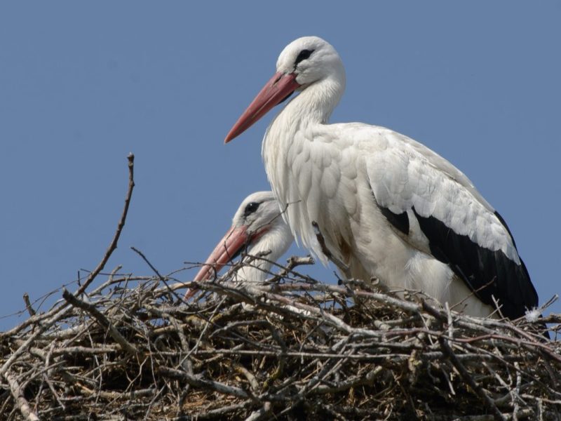 Fridolin ist bekannt, weil die Nabu-Einrichtung im Landkreis Gifhorn regelmäßig über ihn berichtet. Das Nest von Fridolin und Mai ist über eine Live-Webcam im Internet zu beobachten.