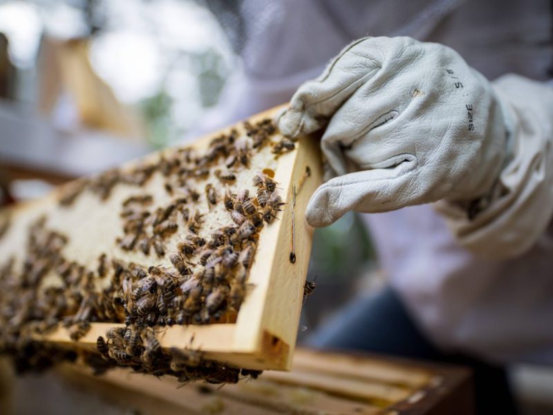 Eine Jung-Imkerin aus dem Harz kann es nicht fassen. Jemand hat ihre beiden neuen Bienen-Stöcke attackiert. Jetzt droht ein Bienen-Drama!