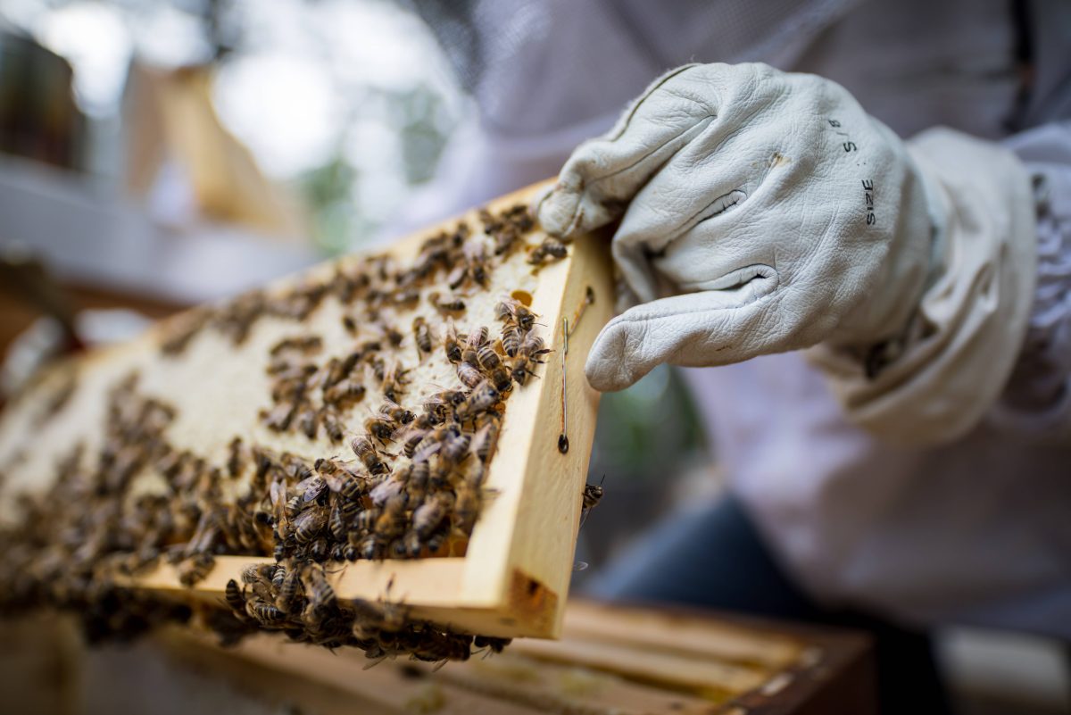 Eine Jung-Imkerin aus dem Harz kann es nicht fassen. Jemand hat ihre beiden neuen Bienen-Stöcke attackiert. Jetzt droht ein Bienen-Drama!