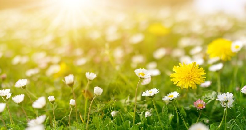 Das Wetter in Niedersachsen scheint auf den Frühlingskurs zu schwenken! (Symbolbild)