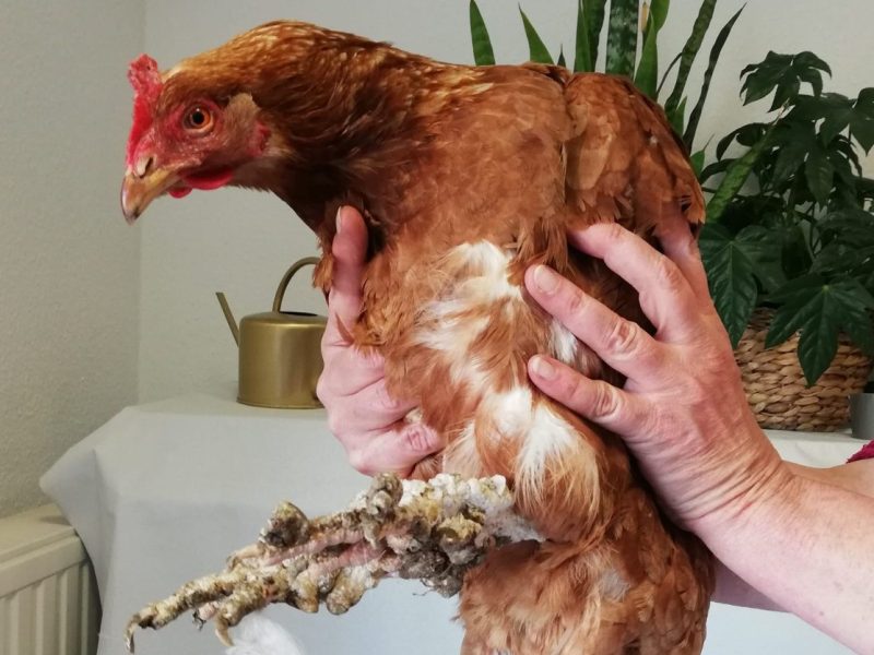 Schon wieder gibt es einen Fall von unglaublicher Tierquälerei in unserer Region. Diesmal erreichen uns die Schockbilder aus Wolfenbüttel.