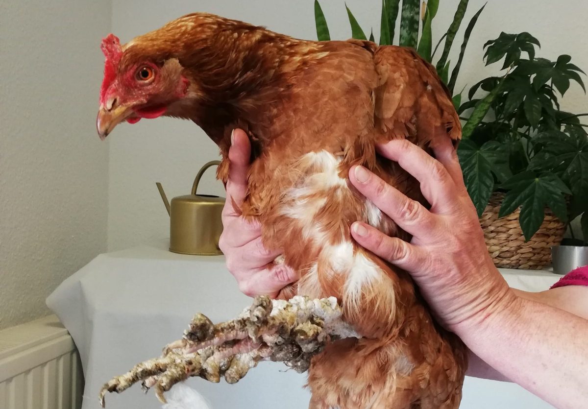 Schon wieder gibt es einen Fall von unglaublicher Tierquälerei in unserer Region. Diesmal erreichen uns die Schockbilder aus Wolfenbüttel.