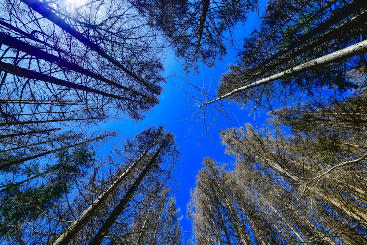 Was einige Harz-Besucher machen, treibt so manch einen Waldbesitzer auf die Palme. (Archivbild)