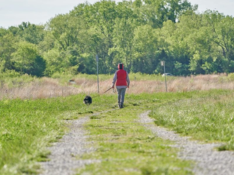 Ein Spaziergang mit ihrem Hund nahm für eine Wolfsburgerin im Kreis Helmstedt eine dramatische Wendung! (Symbolbild)