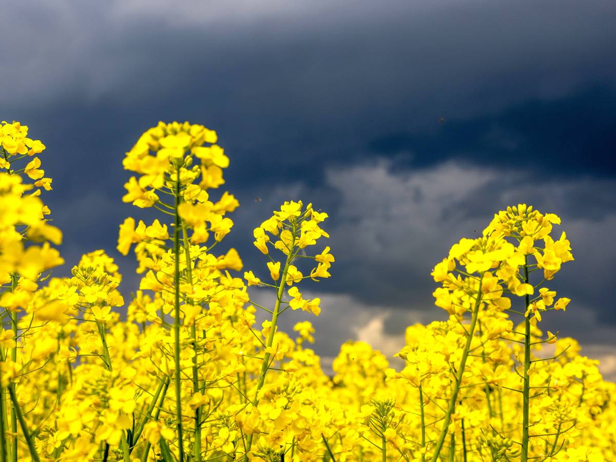 Wetter in Niedersachsen