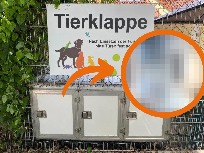 Traurige Entdeckung vor dem Tierheim in Peine! (Montage)
