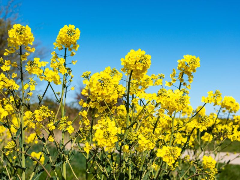 Das Wetter in Niedersachsen legt eine Wende hin!