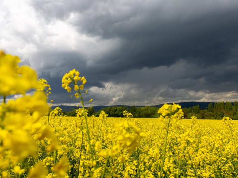 Das Wetter in Niedersachsen zeigt sich aktuell nicht von seiner schönsten Seite. (Symbolbild)