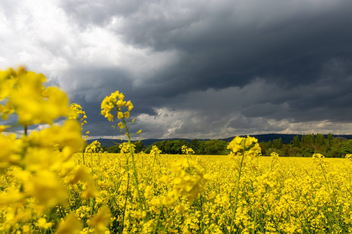 Das Wetter in Niedersachsen zeigt sich aktuell nicht von seiner schönsten Seite. (Symbolbild)