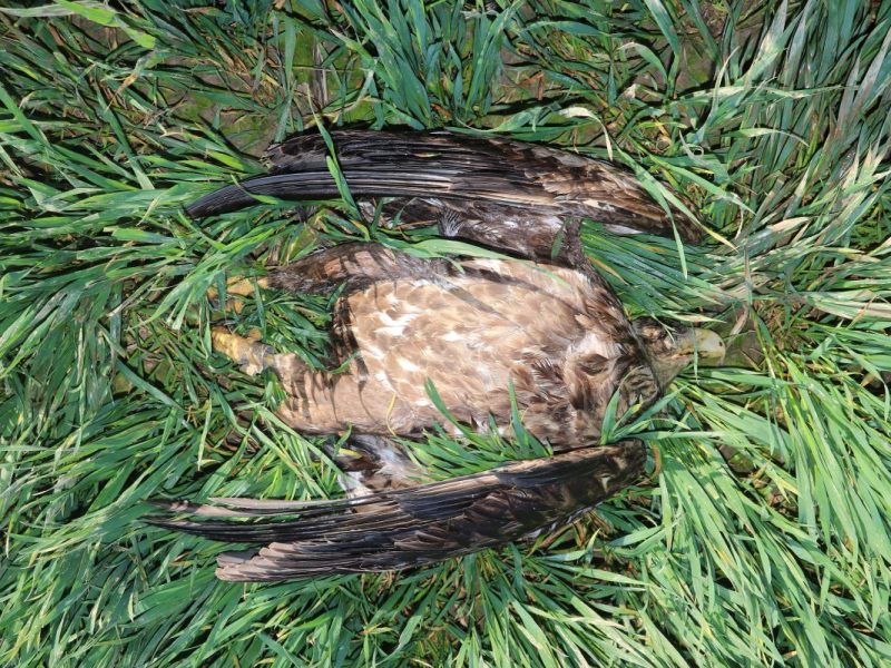 Peine toter Seeadler liegt im Feld