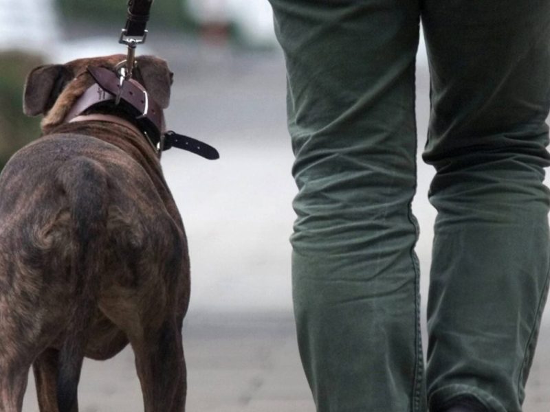 Ein Pitbull hat in Oldenburg mehrere Menschen gebissen - darunter ein zweijähriges Kind. Die Polizei hat ihn daraufhin erschossen. War die Tötung des Tieres unausweichlich?