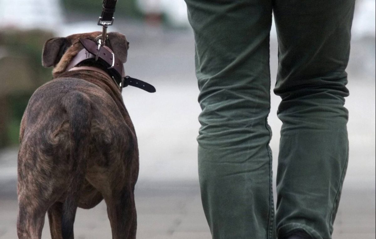 Ein Pitbull hat in Oldenburg mehrere Menschen gebissen - darunter ein zweijähriges Kind. Die Polizei hat ihn daraufhin erschossen. War die Tötung des Tieres unausweichlich?