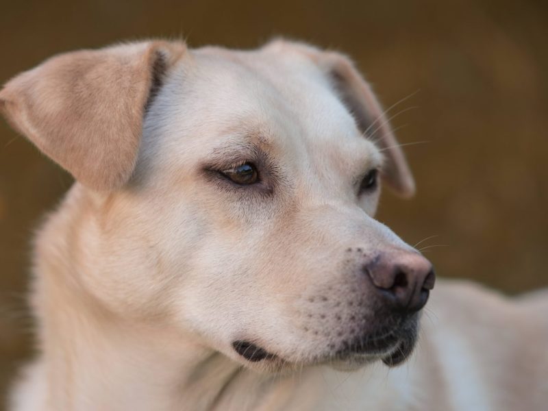 Heftige Vorwürfe in Wolfenbüttel! Im Fokus: Ein Mann und dessen Hund. Die Polizei sucht dringend nach Zeugen, um das Ganze aufzuklären.