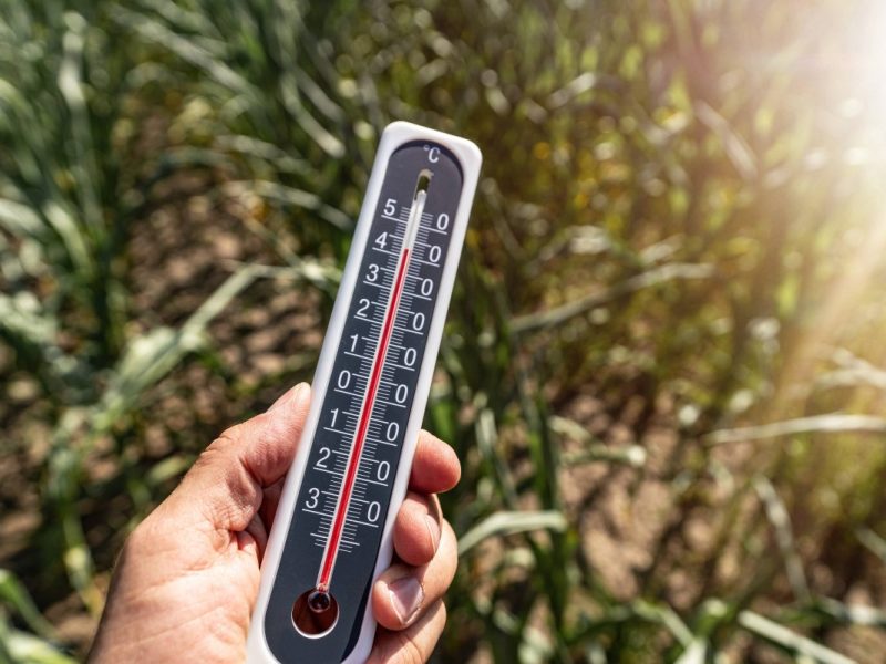 Hiobs-Aussichten für Gärtner und Landwirte in Niedersachsen! (Symbolbild)