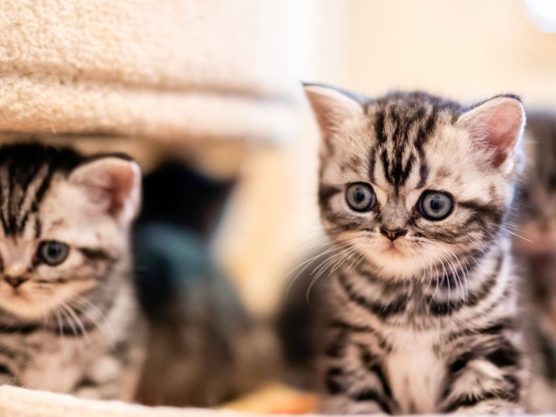 Katzenbabys