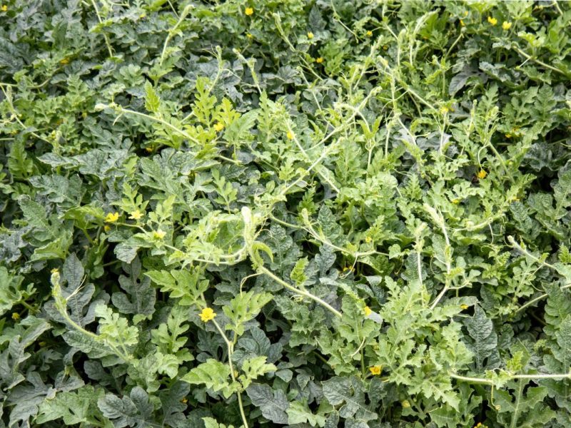 Dass Wassermelonen in Südeuropa wachsen, ist hinlänglich bekannt. Aber auch in Norddeutschland wird die exotische Frucht angebaut. Geht das überhaupt?