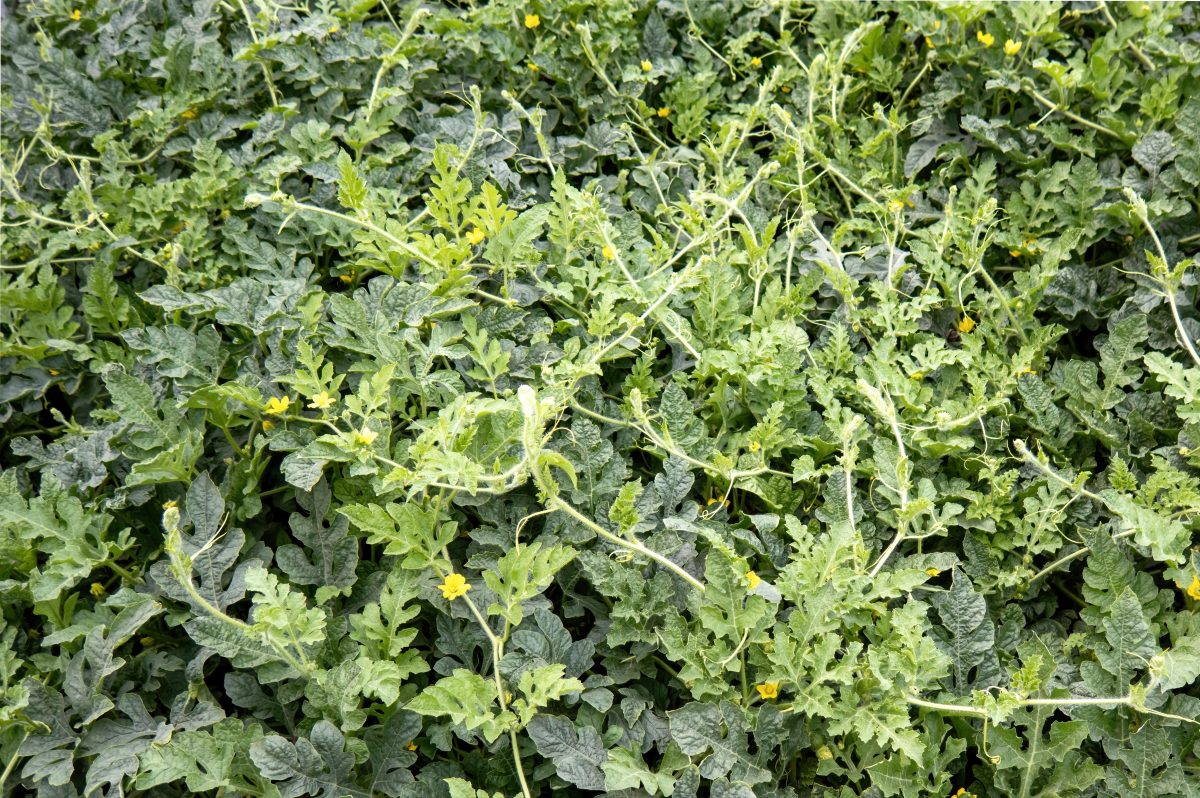 Dass Wassermelonen in Südeuropa wachsen, ist hinlänglich bekannt. Aber auch in Norddeutschland wird die exotische Frucht angebaut. Geht das überhaupt?