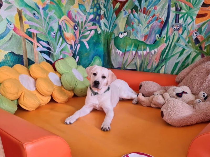 Lesehund Alba in Wolfenbuettel