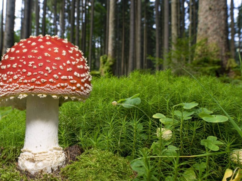 Ein Wendeburger hat einen Fliegenpilz gegessen und ist dann ausgetickt.