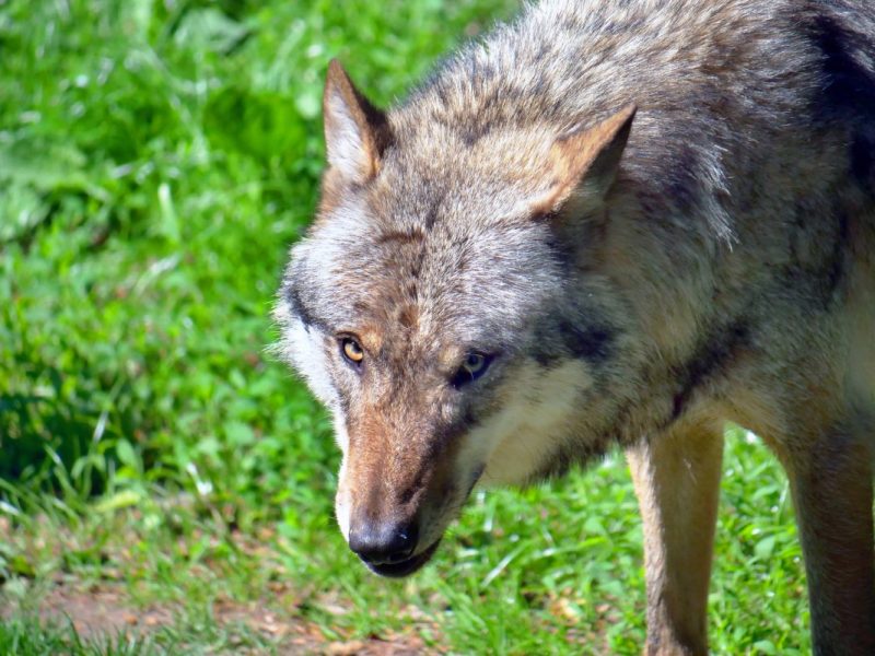filmtierpark eschede