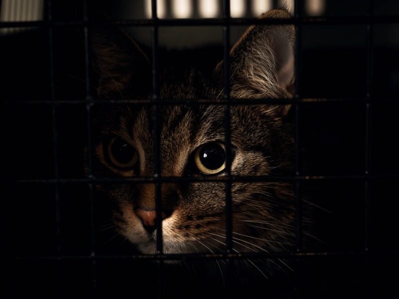 Katze in einer Transportbox
