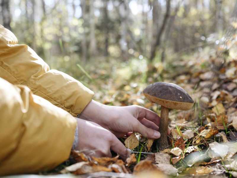 Frau schneidet Pilz vom Waldboden ab