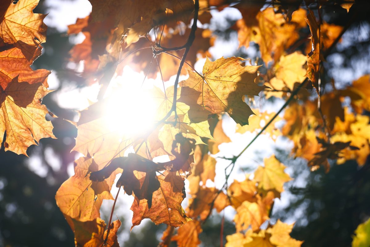 Sonne scheint durch Herbstlaub