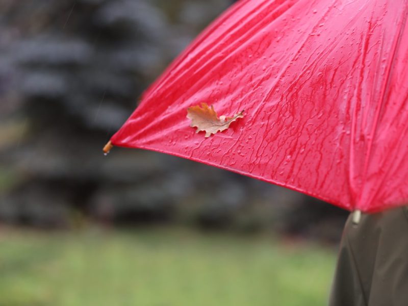 Regenschirm Herbst