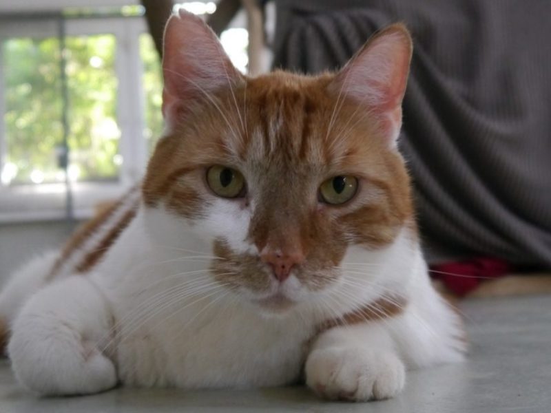 Kater Eliot im Tierheim Peine