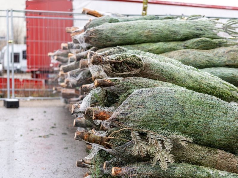 Weihnachtsbaum in Niedersachsen